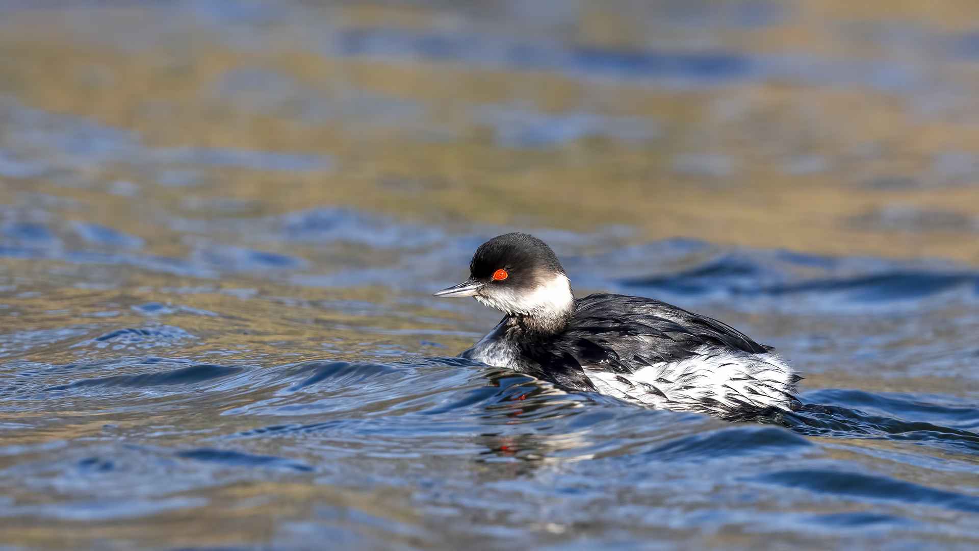 Eared Grebe